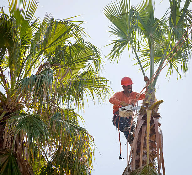 Professional Tree Removal in Algood, TN