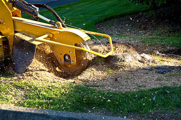 Tree Removal