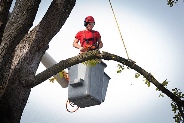 How Our Tree Care Process Works  in  Algood, TN